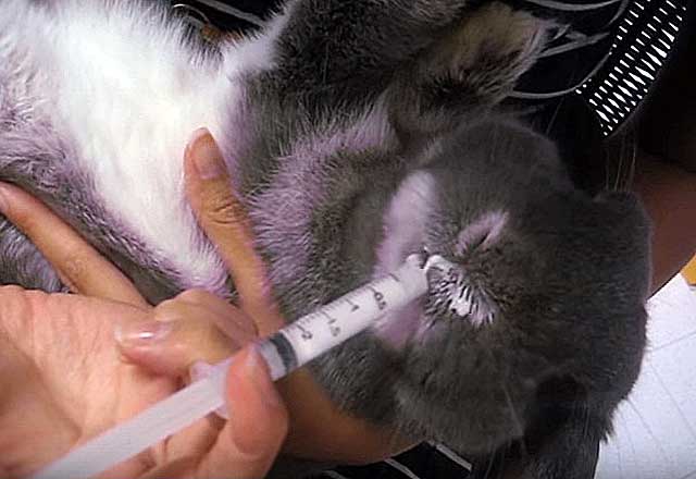 Молочная кислота для кроликов инструкция по применению в ветеринарии для