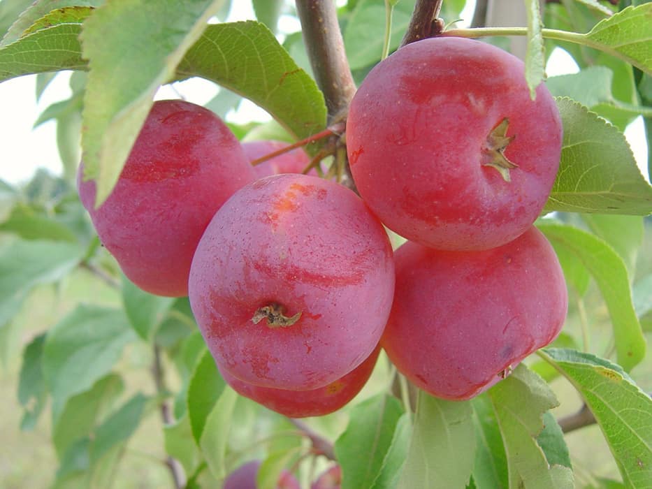 Сладкие как мёд: лучшие сорта яблонь для сибири