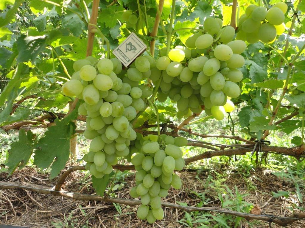 Сорт винограда страшенский – ягодный гость из солнечной молдовы