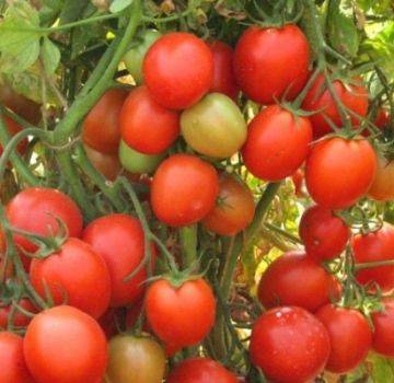 Фото, видео, отзывы, описание, характеристика, урожайность сорта помидора «санька»