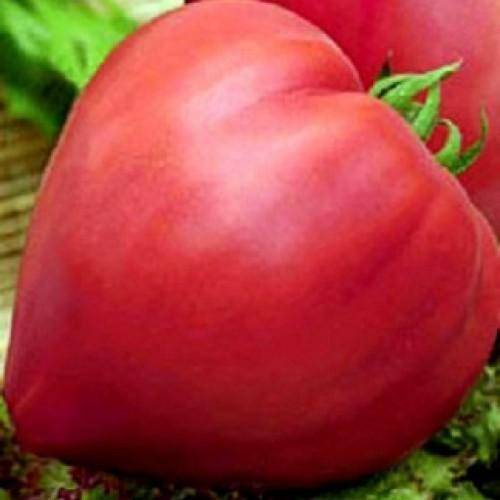 Томат воловье сердце: салатный сорт с красивыми плодами