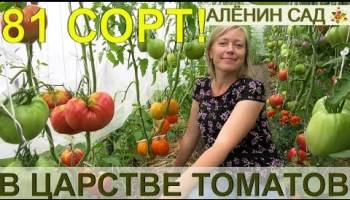 Описание сорта томата принц боргезе, особенности выращивания и урожайность