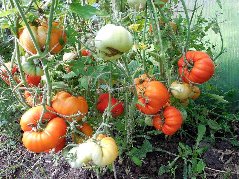 Яркий ранний помидор с крупными плодами — томат «король рынка» и секреты его выращивания от опытных огородников