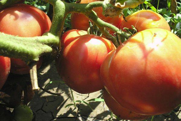 Описание сорта томата Любовь земная и его характеристики