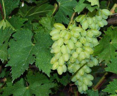 Виноград сорта столетие — для истинных любителей кишмиша