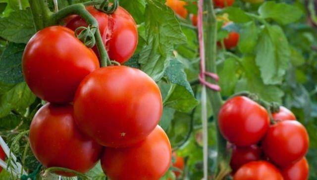 Характеристика томатов черри ира f1