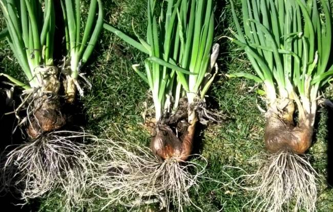 Как выращивают в открытом и закрытом грунте многоярусный лук