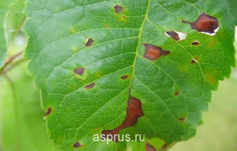 Вредители и болезни вишни - борьба с ними, фото симптомов