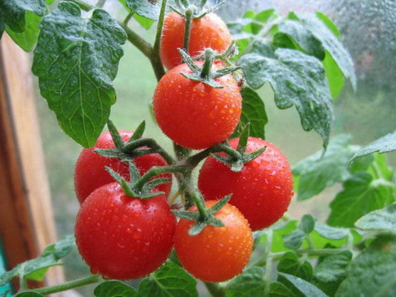 Оля f1 — томат для новичков и профи
