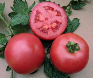 Полезный и вкусный помидор «дар заволжья розовый» на отечественных грядках