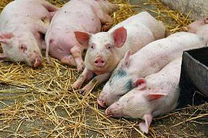 Причины, по которым свинья не ест после опороса и что делать, методы лечения