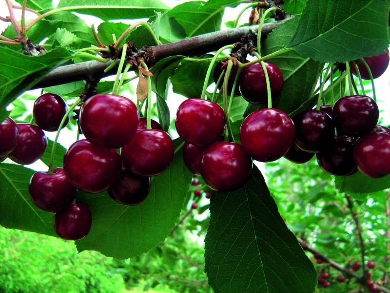 Описание сорта вишни уральская черешенка, регионы для выращивания, посадка и уход