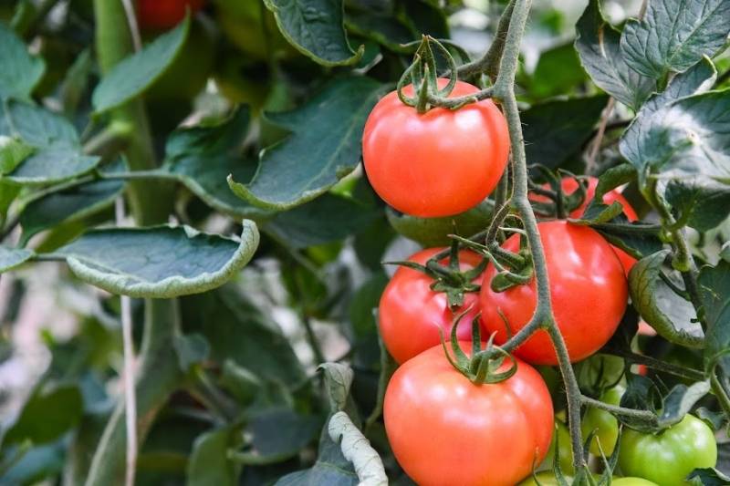 Сорта помидор для ростовской области