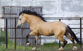 Вороная масть лошади: характеристика и вариации окраса, виды животных