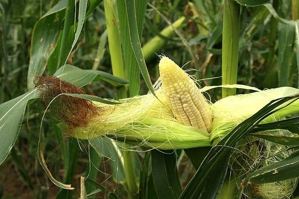 Земляничная кукуруза декоративная: описание сорта, посадка, выращивание и уход с фото