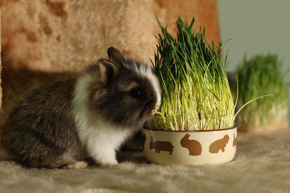 Витамины для кроликов мясных пород