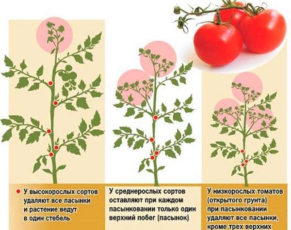 Правильно пасынкование помидоров в теплице пошагово: схема, описание, фото, видео и формирование куста