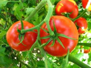 Томат грот: описание и характеристика сорта, выращивание и мнение садоводов с фото