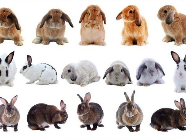 Сколько лет живут домашние декоративные кролики