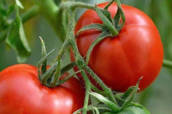 Описание сорта томата феномена, его характеристика и урожайность
