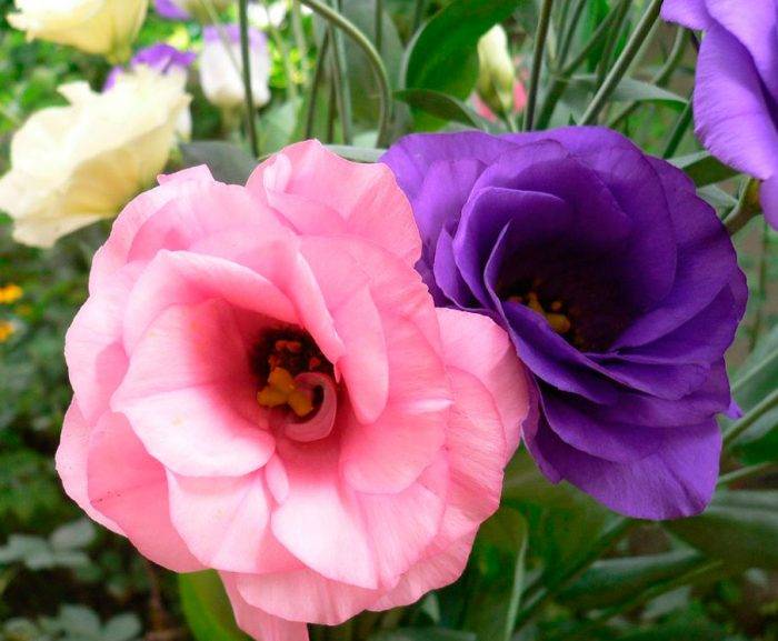 Эустома: цветок для выращивания в саду и в горшке. уход и размножение, произрастание в домашних условиях