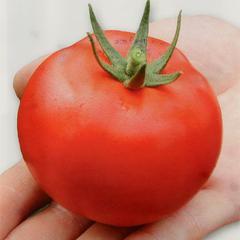 Описание сорта томата толстый сосед, его характеристика и урожайность