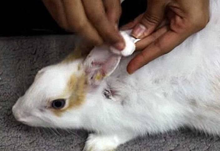 Заболевания ушей у кроликов: как определить и вылечить?