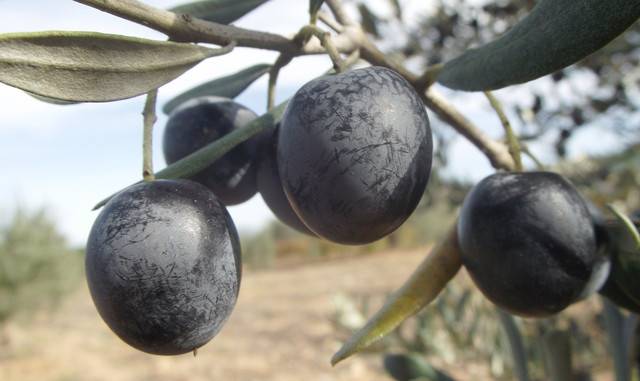 Оливки — полезные свойства и вред