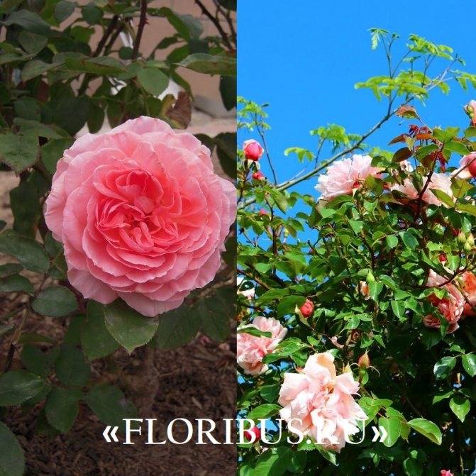 Многоцветковые красавицы — полиантовые розы. фото, инструкция по выращиванию из семян, советы по уходу