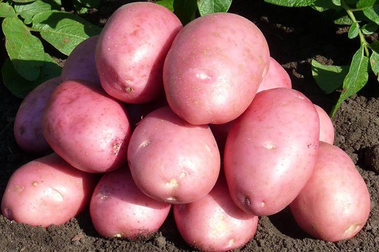 Выращивание раннего картофеля в различных регионах россии