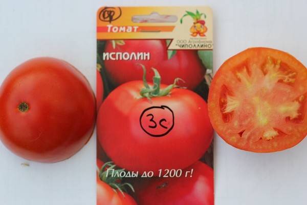 Описание сорта томата ягуар, выращивание и урожайность 