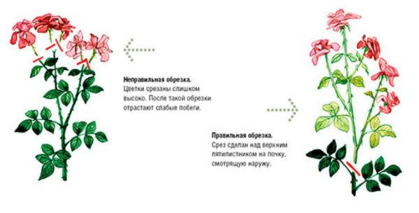 Уход за розами весной: обрезка, обработка от болезней, вредителей