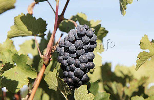 Pinot (пино гриджио, гри, фран, блан) — вино и сорт винограда, описание