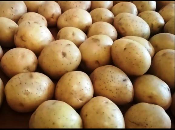 Какими особенностями характеризуется картофель сорта гала