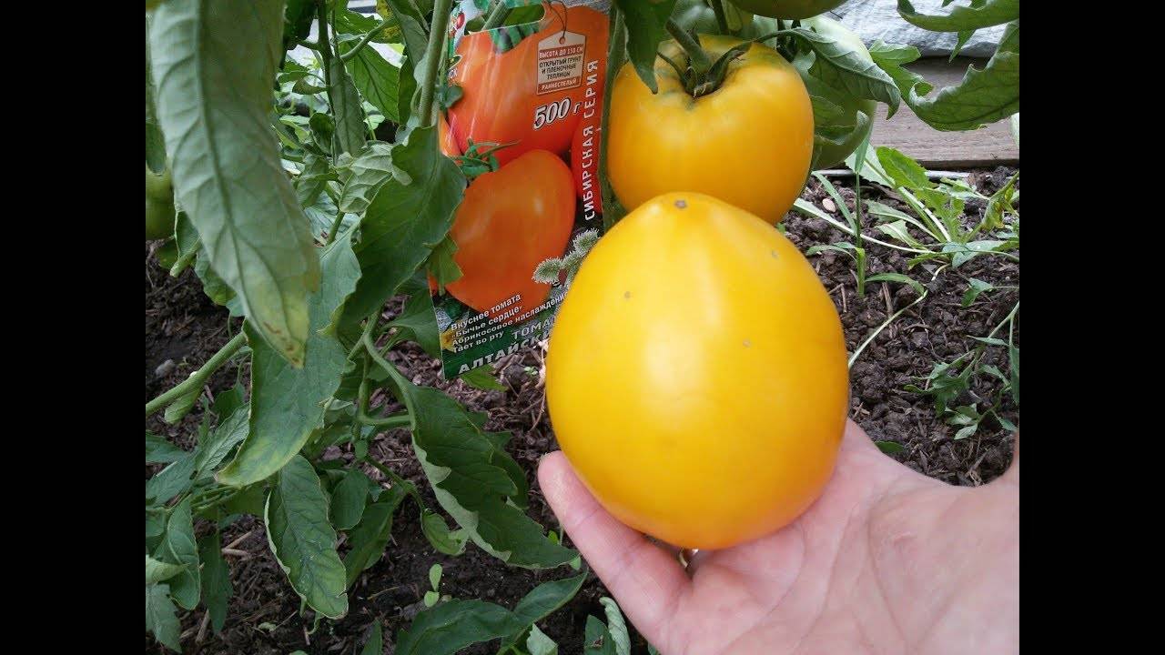 Сорт алтайский шедевр — большой и холодостойкий томат