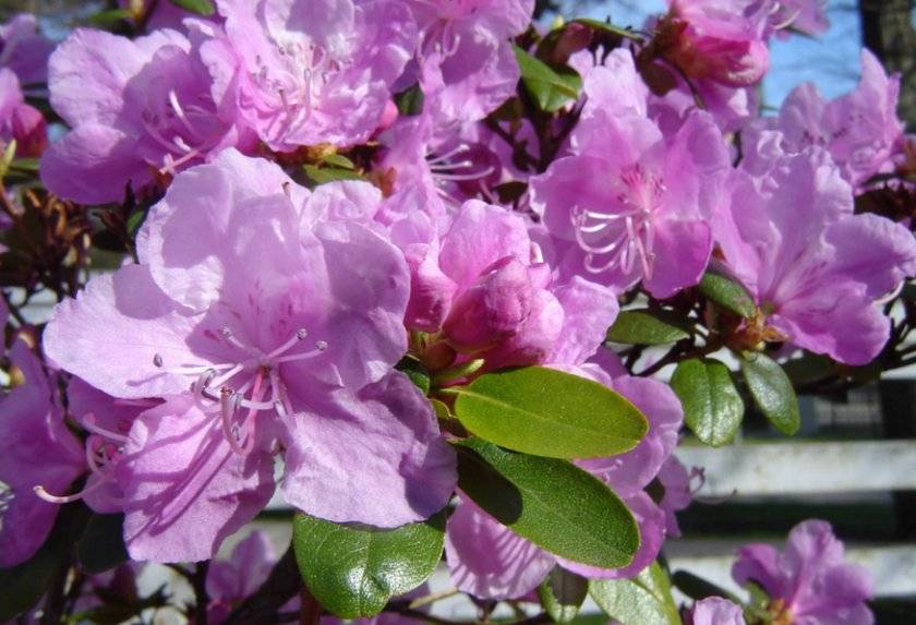 Морозоустойчивый рододендрон – «розовое дерево» урала