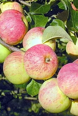 Характеристики яблок аркадик