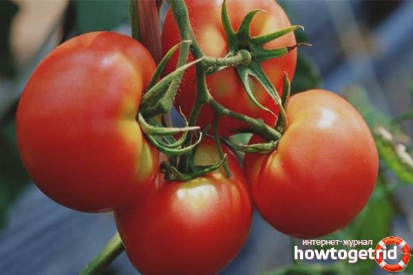 Описание сорта томата Цитрусовый сад и его характеристики