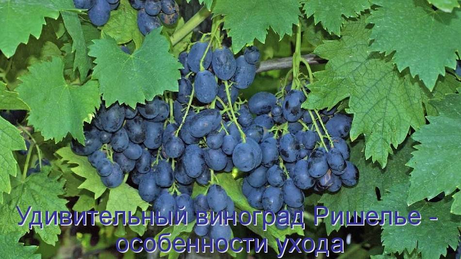 Описание винограда сорта Ришелье, правила посадки и ухода