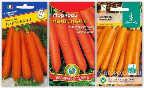 Морковь «нантская»: описание, посадка и уход