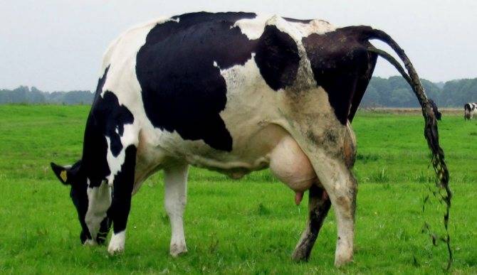 Вирусная диарея крупного рогатого скота (diarrhea vizalis bovum). лечение и профилактика диареи, поноса у коровы, как остановить понос инфекционные заболевания, провоцирующие понос у телят