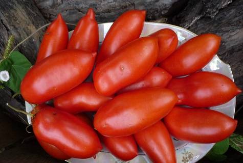 Описание сорта томата пани яна, его характеристика и урожайность