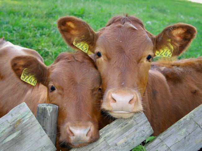 Чем лечить бородавки у коровы на вымени народными средствами