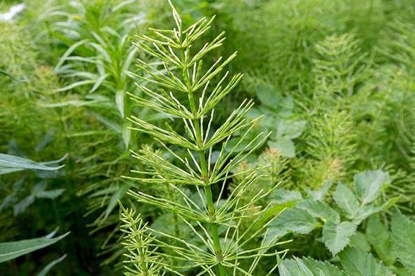 Описание и инструкция по применению гербицидов для борьбы с полевым хвощом