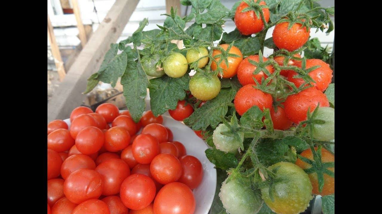 Изобилие на томатных грядках: выбираем урожайные помидоры для своего огорода