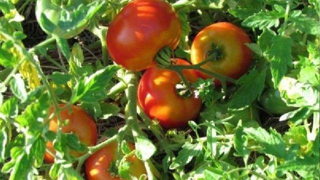 Описание и характеристика сорта томата Сладкоежка, его урожайность