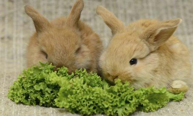 Все о витаминных добавках кролям
