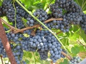 16 лучших винных сортов винограда