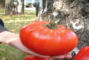 Неповторимый вкус и аромат — томат микадо белый: подробное описание сорта