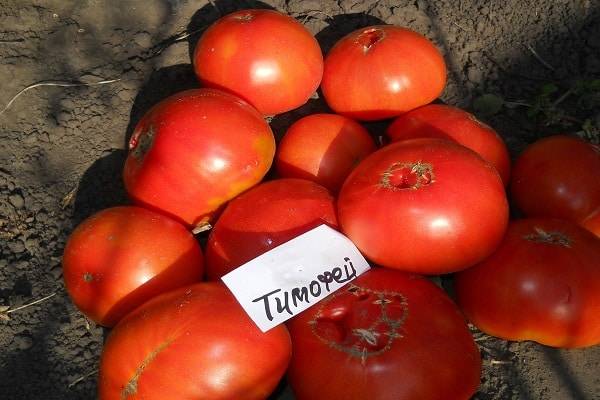 Описание сорта томата Тимофей, его характеристика и урожайность